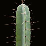 Cereus validus (ex forbesii) JL  (Only one plant is available per size - Une seule plante est disponible par taille)    ÉPUISÉ - OUT of STOCK - AGOTADO